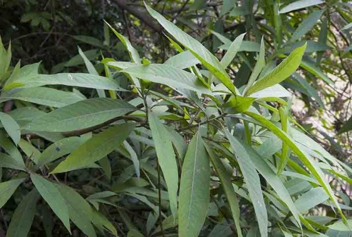 Cây Tử châu lá nhọn. callicarpa longissima - Cây Thuốc Nam Quanh Ta